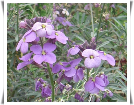 download.php?grpid=R014&fldid=F7qm&dataid=114&fileid=1®dt=20060623163123&disk=19&grpcode=ocgo&dncnt=N&.jpg'